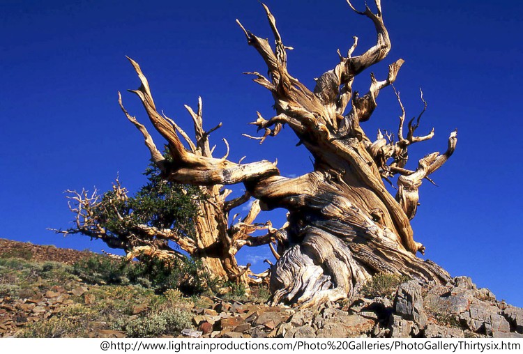 025_Bristlecone2b_.jpg