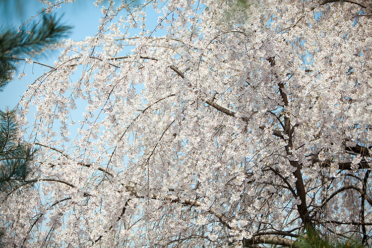 frame