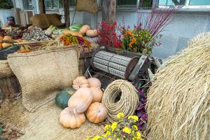  주일 교회둘러보기(추수감사절)
