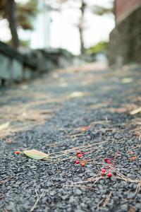  주일 교회둘러보기(추수감사절)