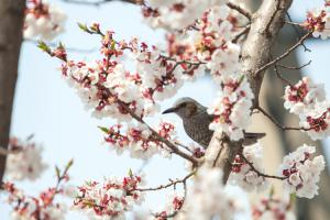  교회 둘러보기 (평강의 봄)
