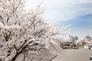  교회 둘러보기 (평강의 봄)