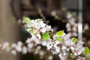  교회 둘러보기 (평강의 봄)