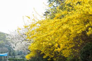  교회 둘러보기 (평강의 봄)