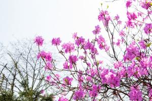  교회 둘러보기 (평강의 봄)