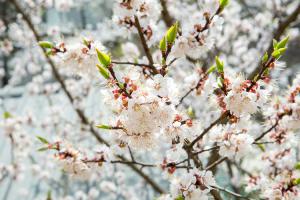  교회 둘러보기 (평강의 봄)