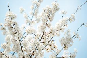  교회 둘러보기 (평강의 봄)