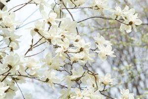  교회 둘러보기 (평강의 봄)