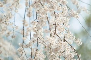  교회 둘러보기 (평강의 봄)