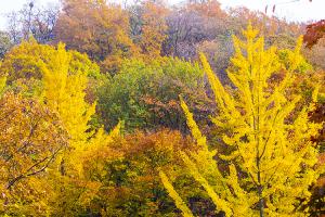  교회 둘러보기 (평강의 가을)