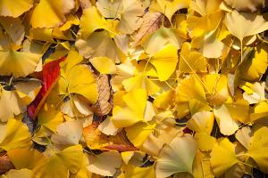  교회 둘러보기 (평강의 가을)