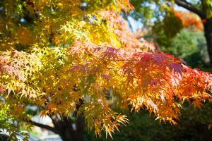  교회 둘러보기 (평강의 가을)