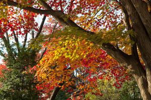  주일 교회 둘러보기(추수감사절)