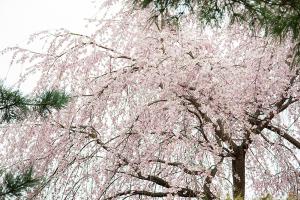  주일 교회 둘러보기(부활절)