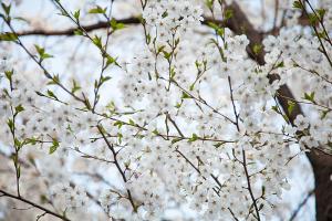  교회 둘러보기(평강의 봄)