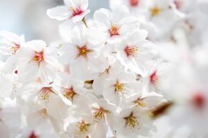  교회 둘러보기(평강의 봄)