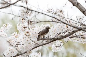  교회 둘러보기(평강의 봄)
