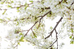  교회 둘러보기(평강의 봄)