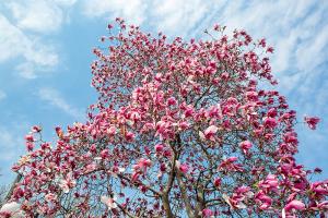  교회 둘러보기(평강의 봄)