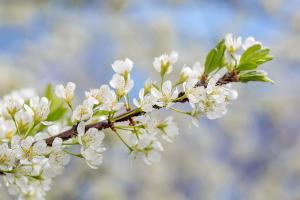  교회 둘러보기(평강의 봄)