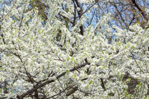  교회 둘러보기(평강의 봄)