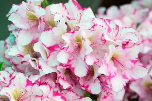  교회 둘러보기(평강의 봄)