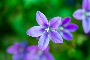  교회 둘러보기(평강의 봄)