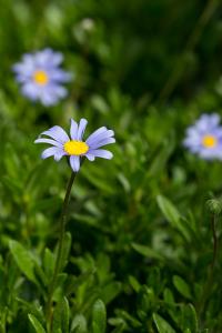  교회 둘러보기(평강의 봄)