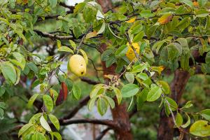  주일 교회 둘러보기