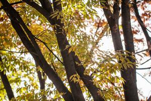  교회 둘러보기 (평강의 가을)