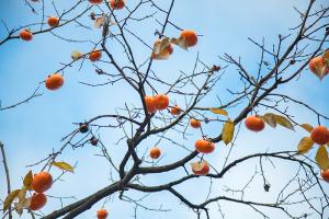  주일 교회 둘러보기