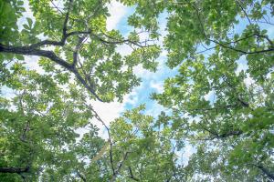  장안산 구국기도회