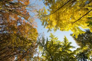  교회 둘러보기 (평강의 가을)