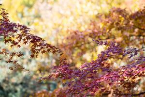  교회 둘러보기 (평강의 가을)