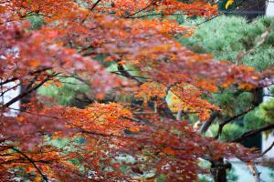  교회 둘러보기 (평강의 가을)