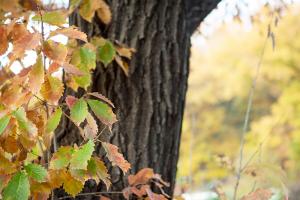  교회 둘러보기 (평강의 가을)