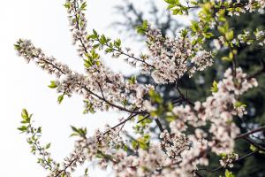  교회 둘러보기(평강의 봄)