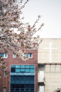  교회 둘러보기(평강의 봄)