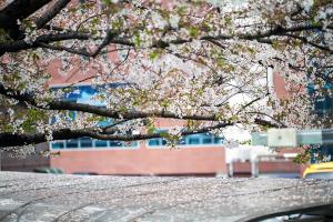  교회 둘러보기(평강의 봄)