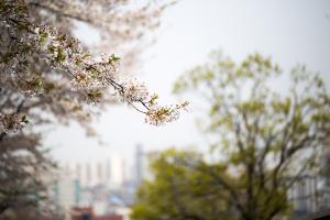  교회 둘러보기(평강의 봄)