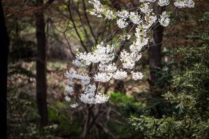  교회 둘러보기(평강의 봄)