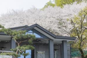  주일 봄 둘러보기