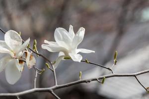  주일 봄 둘러보기
