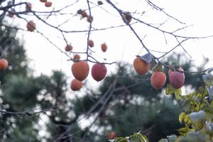  교회 가을 둘러보기